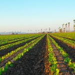 crop fields Select Seed of Arizona