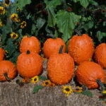 bunch o warts pumpkin seed
