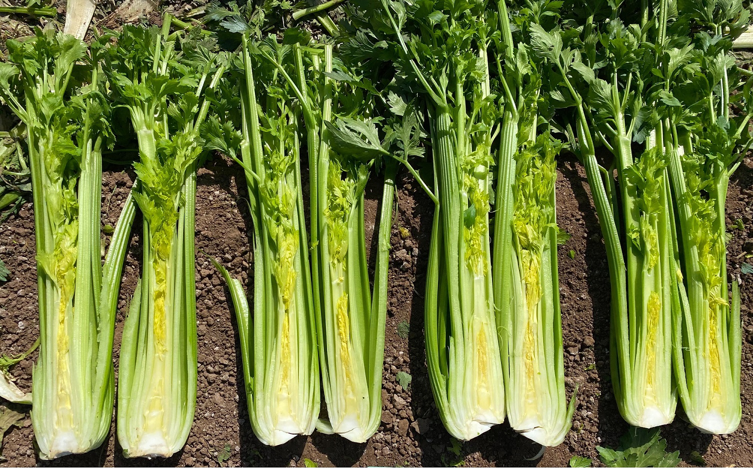 comparing celery