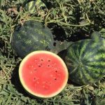 Select Seed of Arizona Watermelon