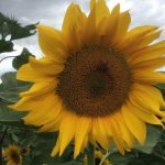 Select Seed of Arizona_sunflower