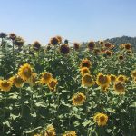 Select Seed of Arizona_sunflowers