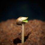 Cannabis-Seed-Germination-1024x815.jpg