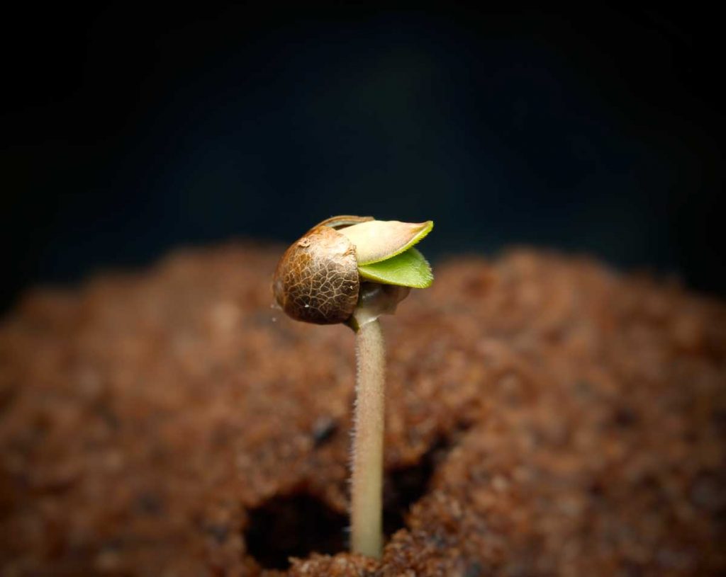 Cannabis-Seed-Germination-1024x815.jpg