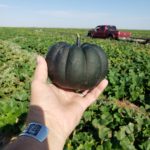 2019 pumpkin seed sample
Select Seed of Arizona